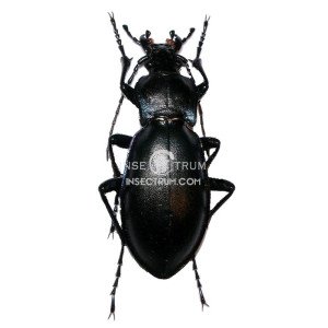 CARABUS GERMARII 